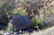 04 - Karoo NP (8)-Tortue Leopard